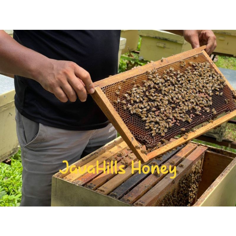 

MADU MULTIFLORA MURNI PREMIUM BY JAVAHILLS HONEY