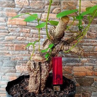 Bahan bonsai waru lokal karakter tua
