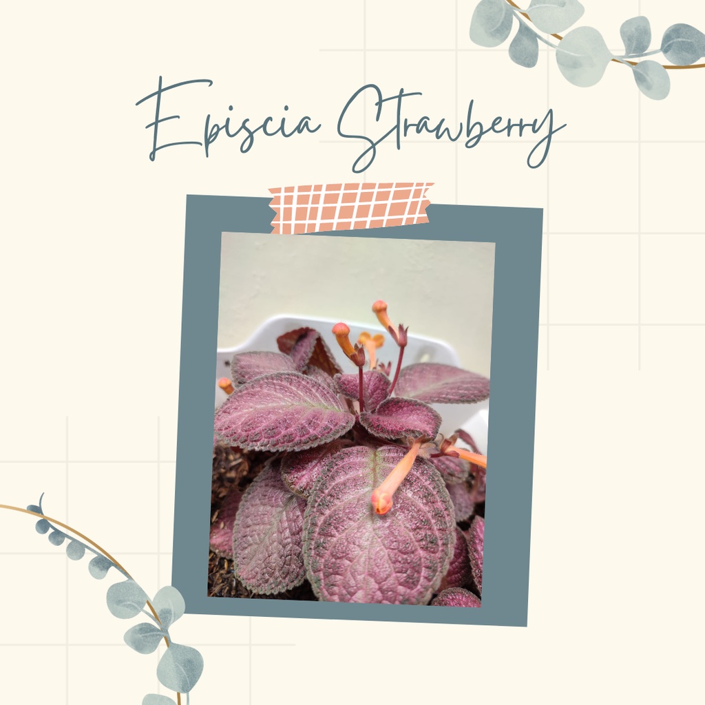 Tanaman Hias Episcia Strawberry Bunga episcia strawberry Murah