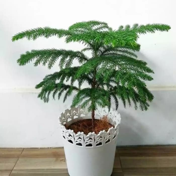 tanaman hias cemara norfolk - bibit cemara - cemara norfolk