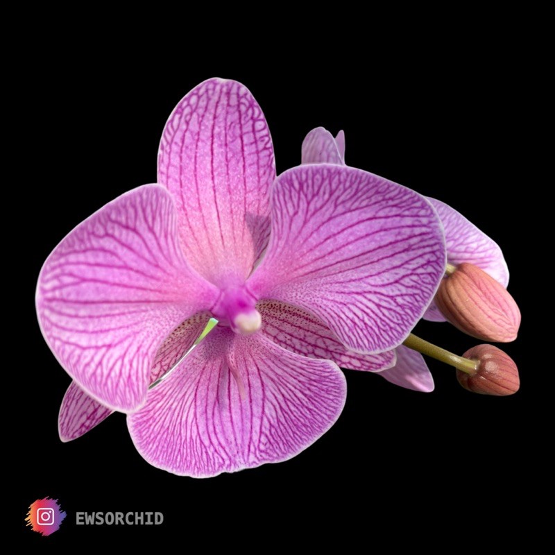 Anggrek Bulan Taiwan