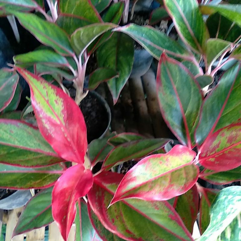 Aglonema lipstik SIAM AURORA