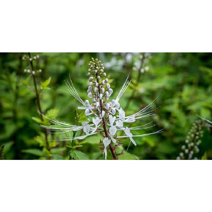 Tanaman Pohon Herbal Kumis Kucing Termurah