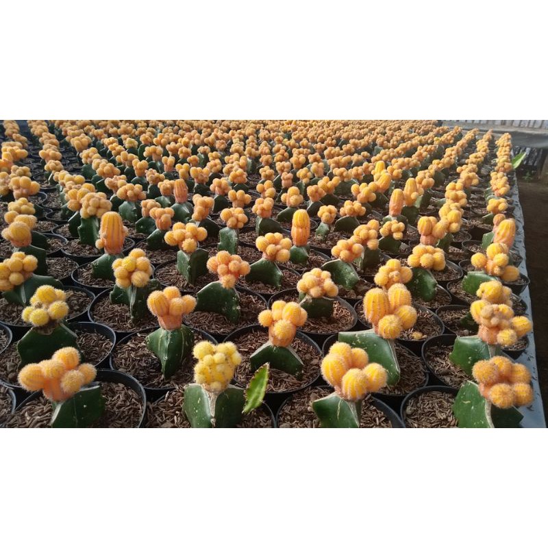 kaktus grafting ogan maru cluster + Freepot