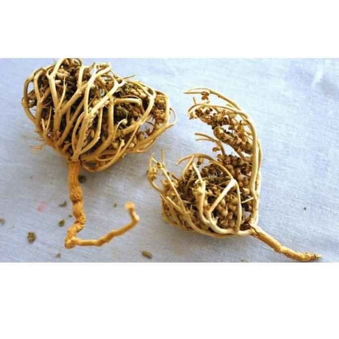 

Terbatas➝ HERBAL PELANCAR PERSALINAN RUMPUT FATIMAH SANGAT BAGUS BUAT IBU HAMIL JUGA, ORIGINAL ARAB SAUDI 82 ➝