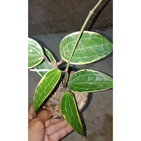 hoya macrophylla variegata real pict
