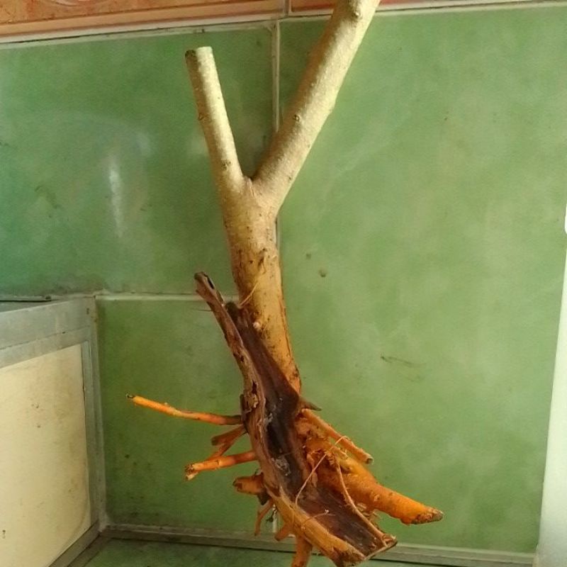 Bahan dangkelan bonsai sisir/tanaman sisir /hiasan sisir/bonsai sisir berkarakter jumbo.