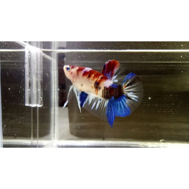 IKAN CUPANG PLAKAT KOI MULTY