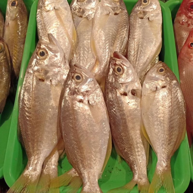 

ikan kapas kapas lemak lemak segar