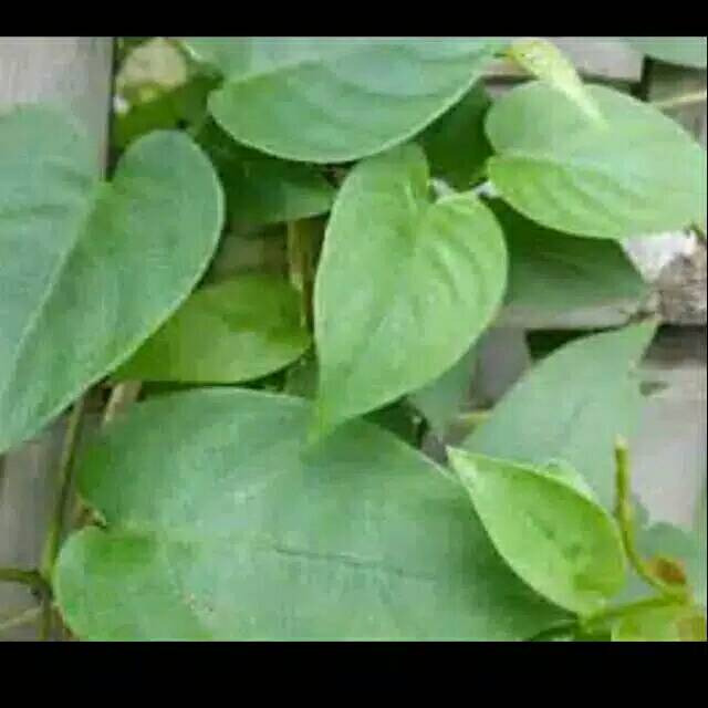 

Daun kentut simbukan 250 gram