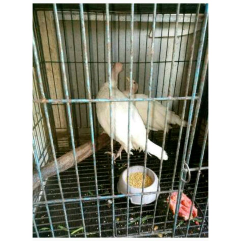 

ayam kalkun