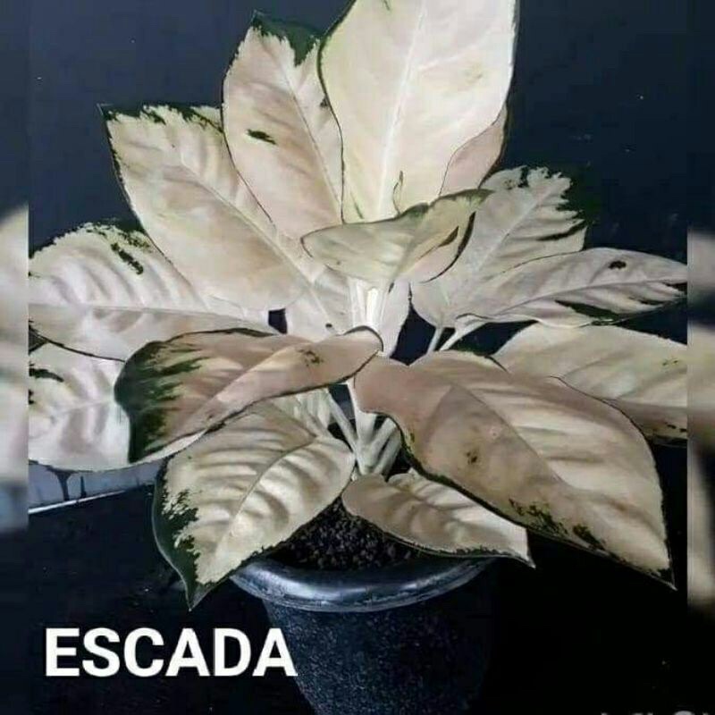 Aglonema escada baby/anakan aslii