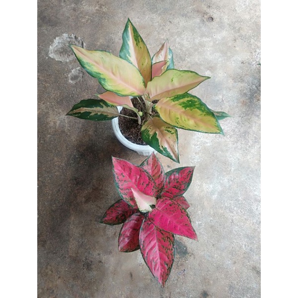 Paket Aglaonema Kochin tembaga+Big Apel Jumbo