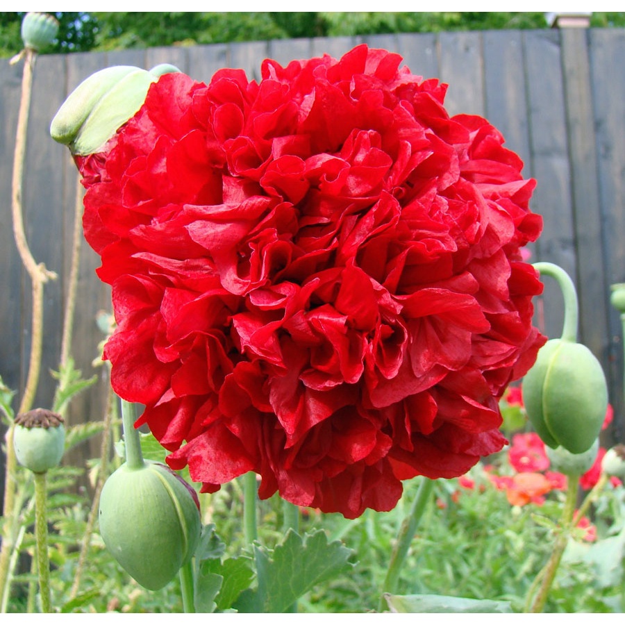 Benih Bibit Biji - Bunga Poppy Papaver Somniferum Scarlet Red Peony Flower Seeds - IMPORT