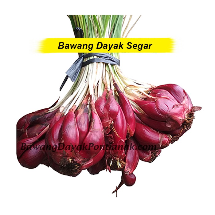 Jual Bawang Dayak Segar / Jual Bawang Dayak Basah