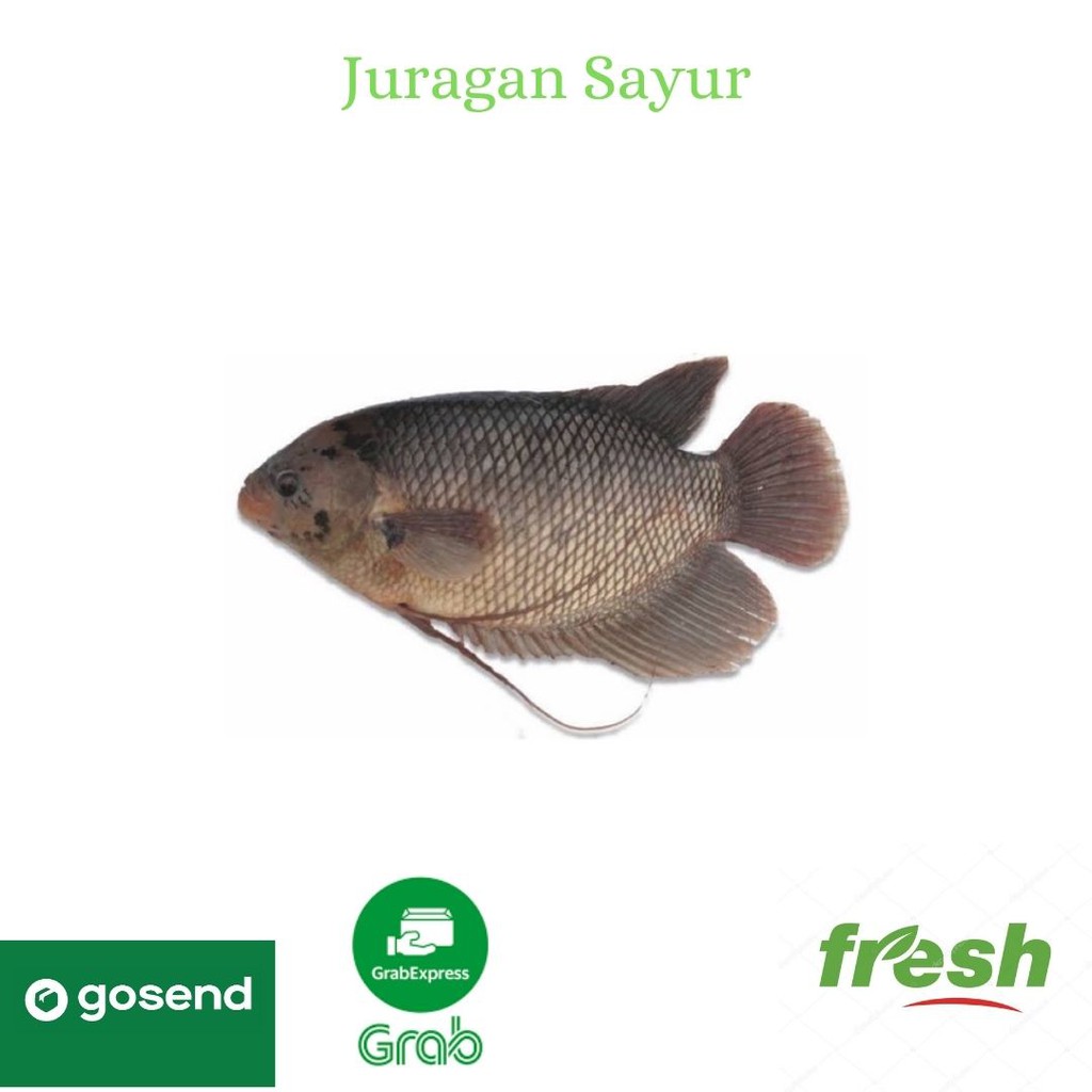 

Ikan Gurami Air Tawar Bersih Segar Sayur Sidoarjo