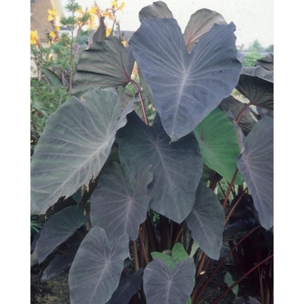 Colocasia Black Magic