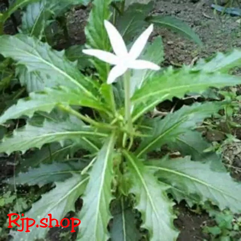 

Daun Kitolod atau Kitolo Segar 500 gram Murah