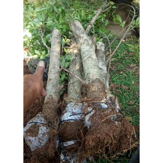 cangkokan kimeng besar