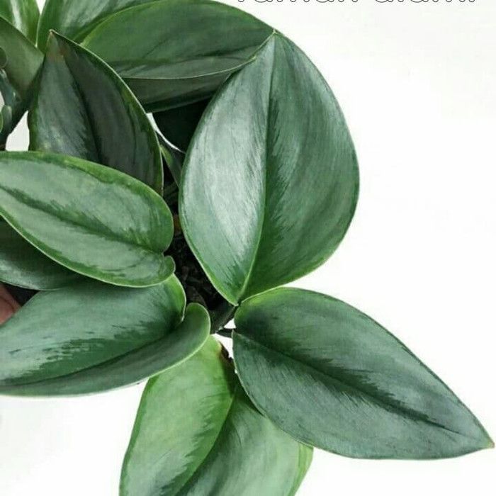 tanaman hias scindapsus traubi - tanaman gantung scindapsus moonlight