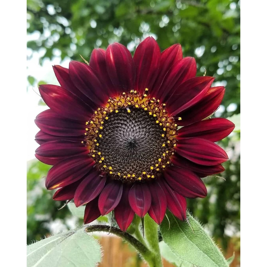 Benih Bibit Biji - Sunflower Velvet Queen Deep Red Bunga Matahari Merah Seeds - IMPORT