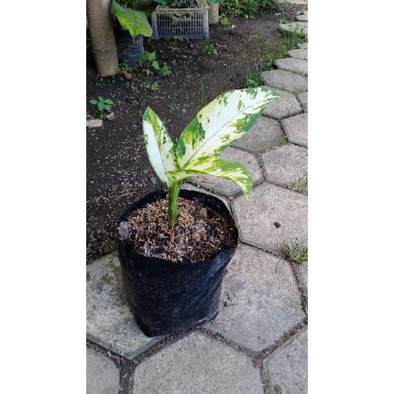 Varigata Blanceng/Aglonema (Khusus Pulau Jawa)