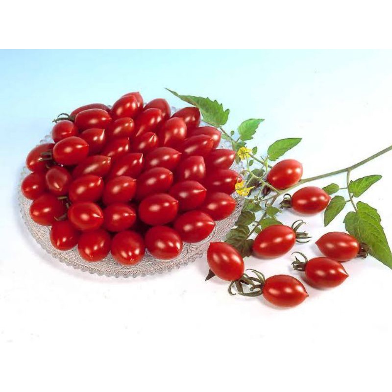 5 biji - Benih TOMAT CHERRY MANIS hibrida, rasa manis