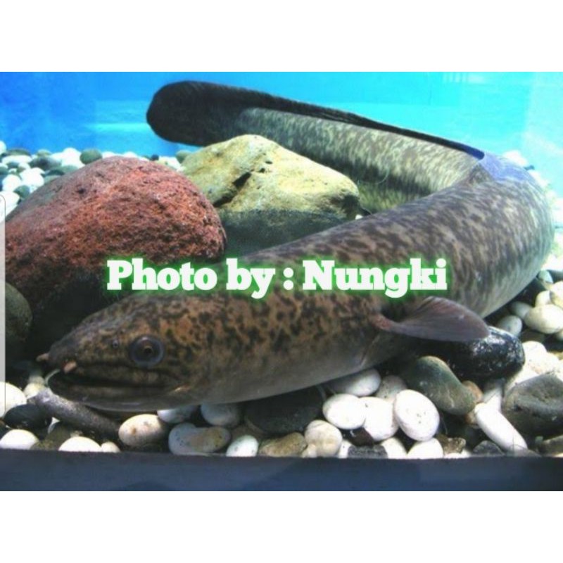 Ikan Sidat Marmorata / Totol / Kembang (Moa/ Unagi/ Pelus/ Sogili/Lubang)