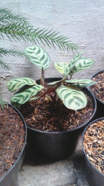 New Produck!! Tanaman Hias Calathea Sepat - Kalatea Sepat - Clathea Sepat