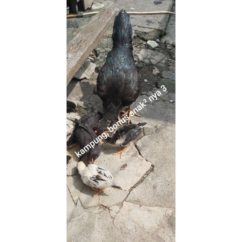 ayam bangkok pakhoy mangon