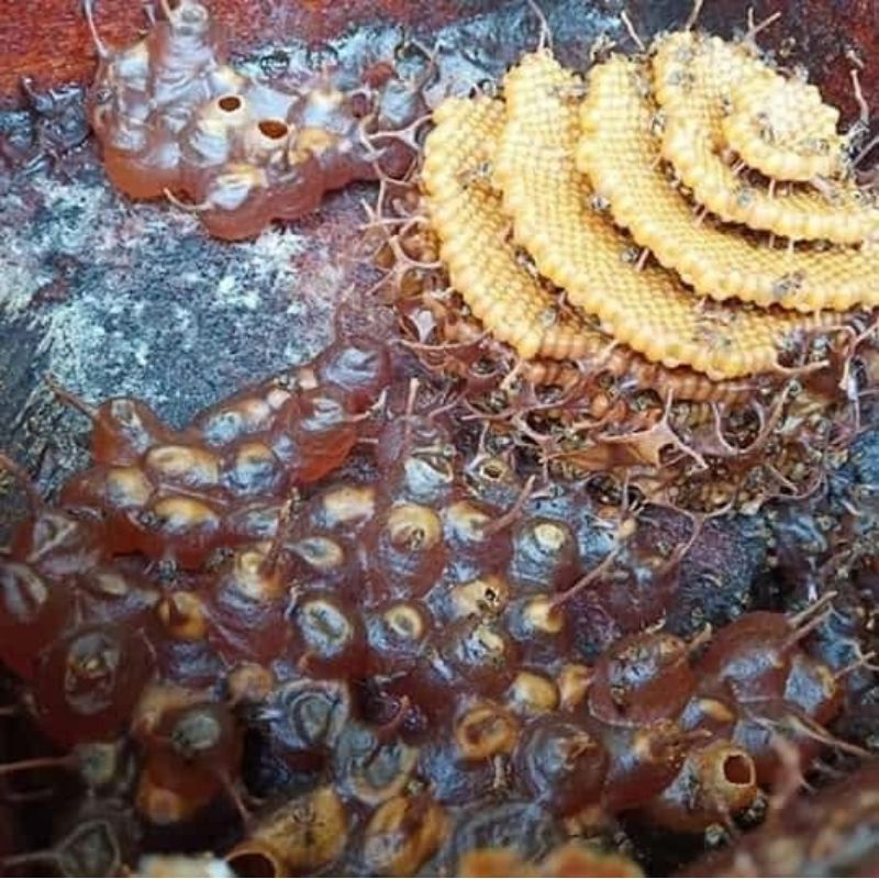 koloni klanceng terminata free ongkir