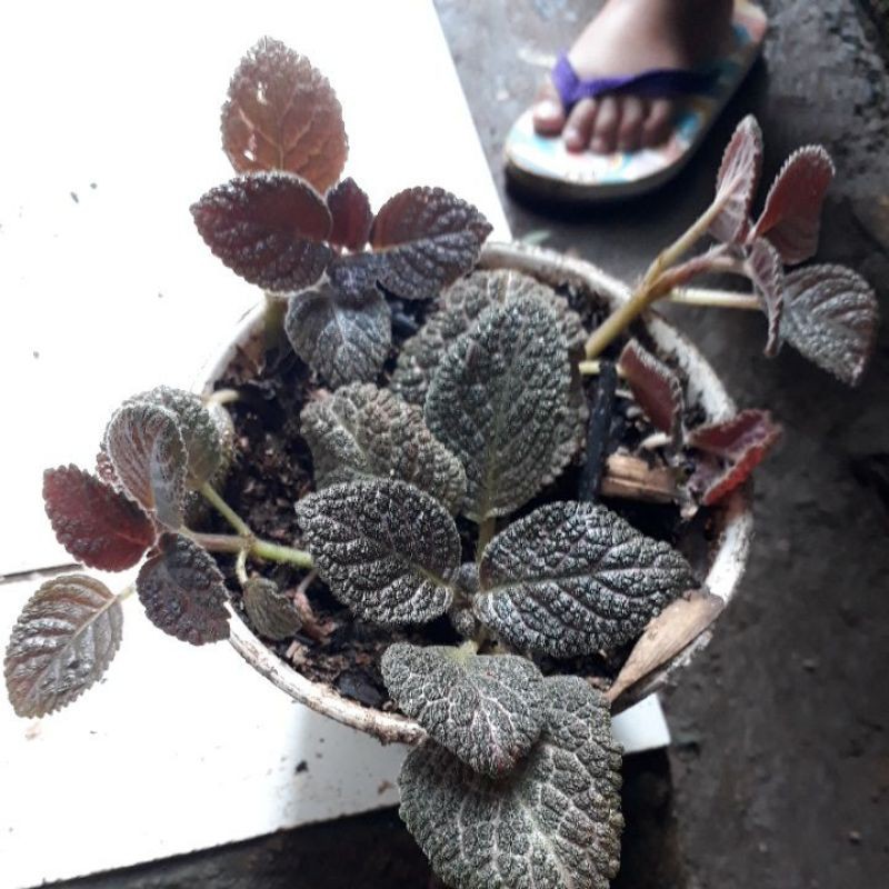 

efisia coklat