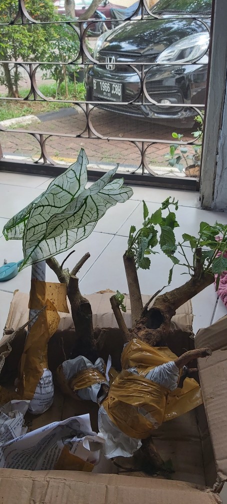 Bunga Lantana Bunga Oren