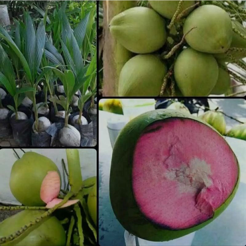 Bibit Kelapa Wulung Asli / bibit Kelapa Wulung Ijo wulung /