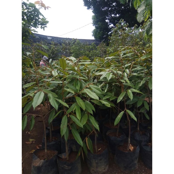 Bibit Durian Musang King dan Bawor (okulasi/stek)