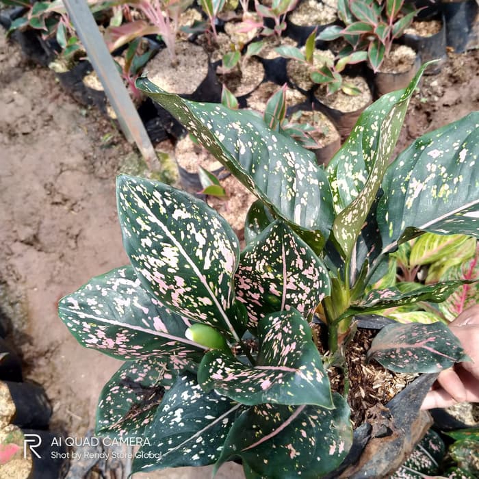Tanaman hias aglonema pink dalmation - aglonema pink - aglonema