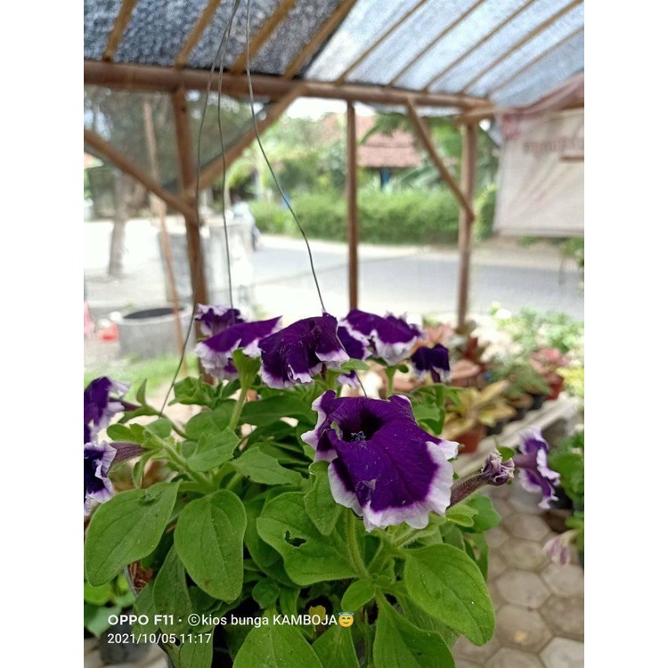Petunia (rimbun Berbunga) Tanpa POT