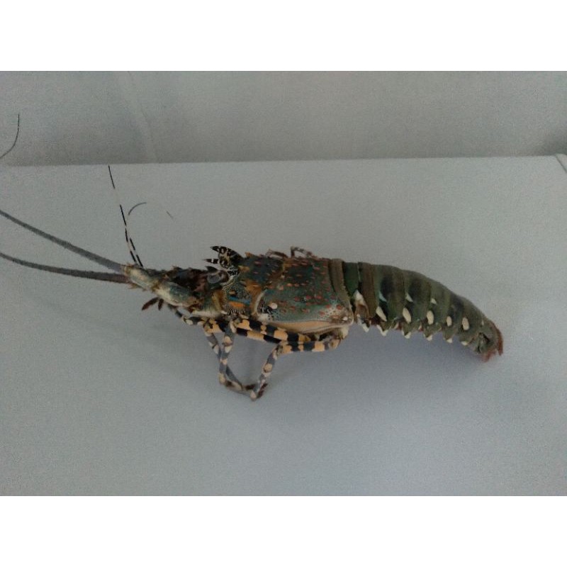 

lobster mutiara frozen