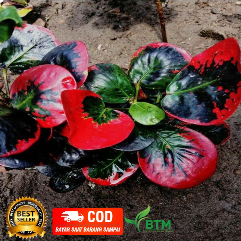 Bibit Tanaman Bunga Puring Koin Merah cantik