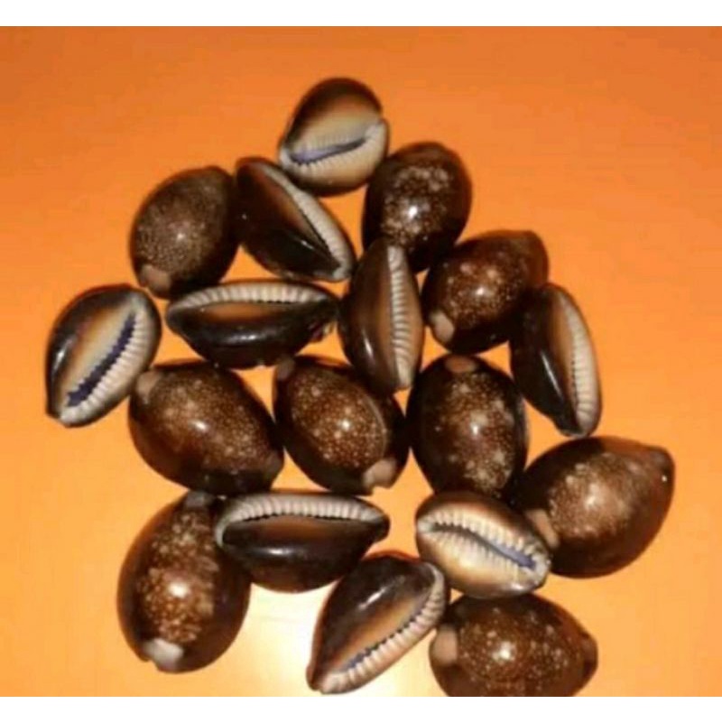 kewuk hitam dari kerang laut asli/biji permainan congklak/100gram