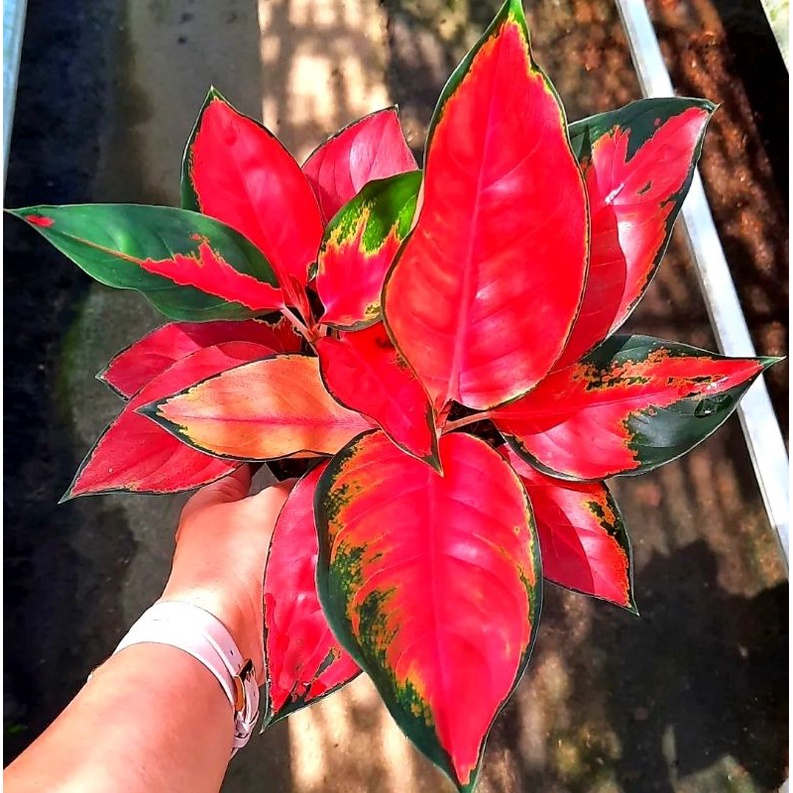 Aglonema Suksom Jaipong Culture Tanaman Hias Aglonema Suksom Jaipong