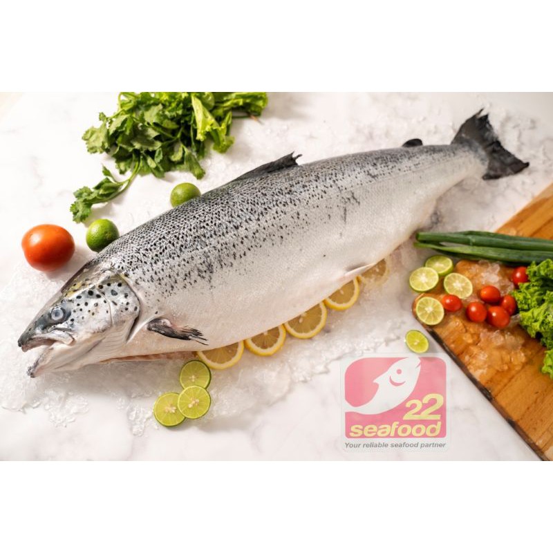 

Ikan Salmon Utuh 4.5-4.7 / Salmon Atlantik / Salmon Salar / Seafood 22