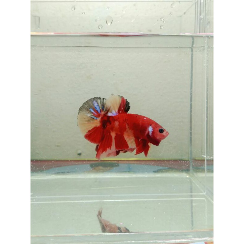

Ikan Cupang Nemo Red Koi Galaxy Male