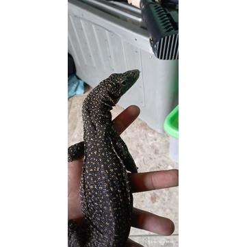 Varanus Indicus, Salva, Reptile berkaki