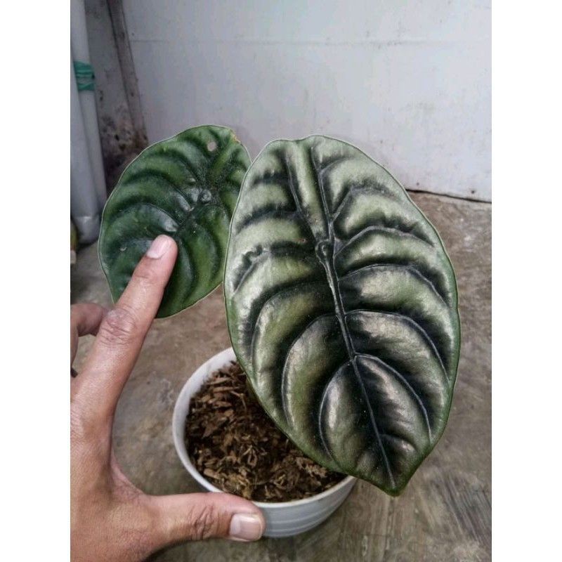 bonggol alocasia cuprea.