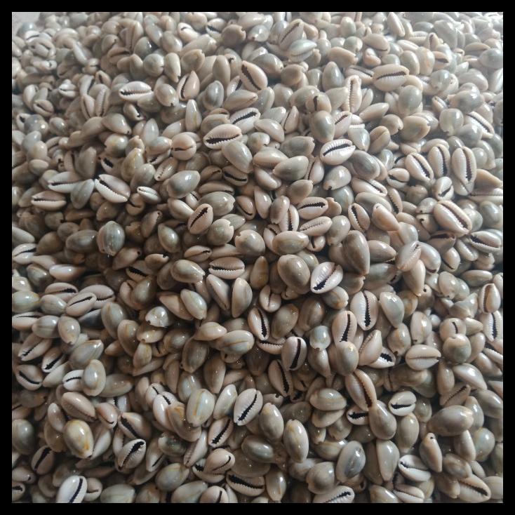 

NEW!! biji dakon kerang 1kg COD