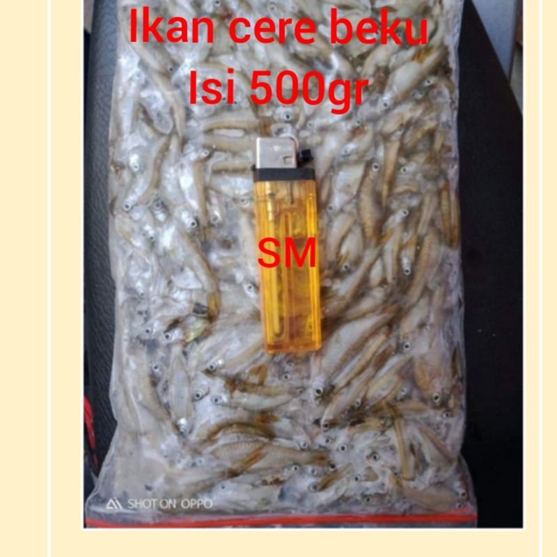 

cere laut beku 500gr