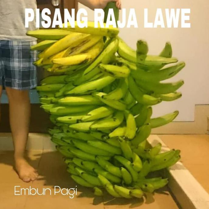 FXx Bibit Buah Pisang Raja Lawe Dari Kultur Jaringan Langka