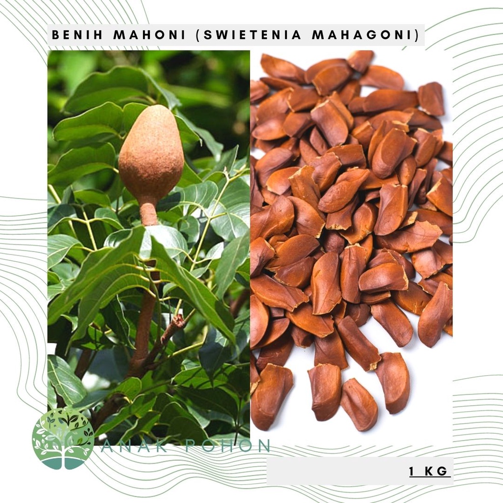 (1 KG) Benih Bibit Biji - Pohon Kayu Mahoni (Swietenia mahagoni) Seeds