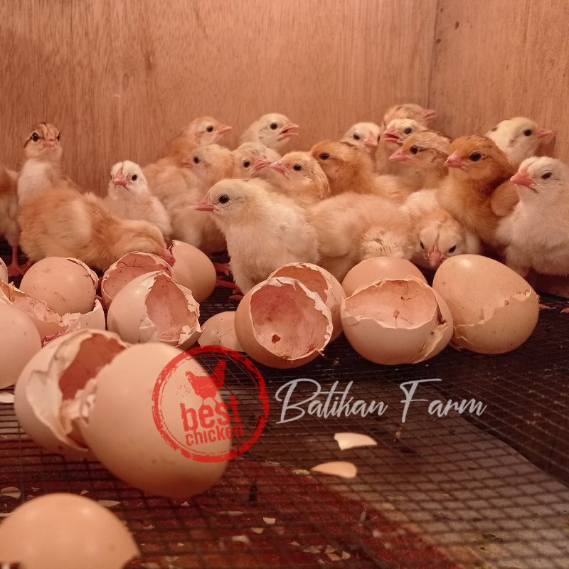 

telur ayam elba fertil asli temanggung